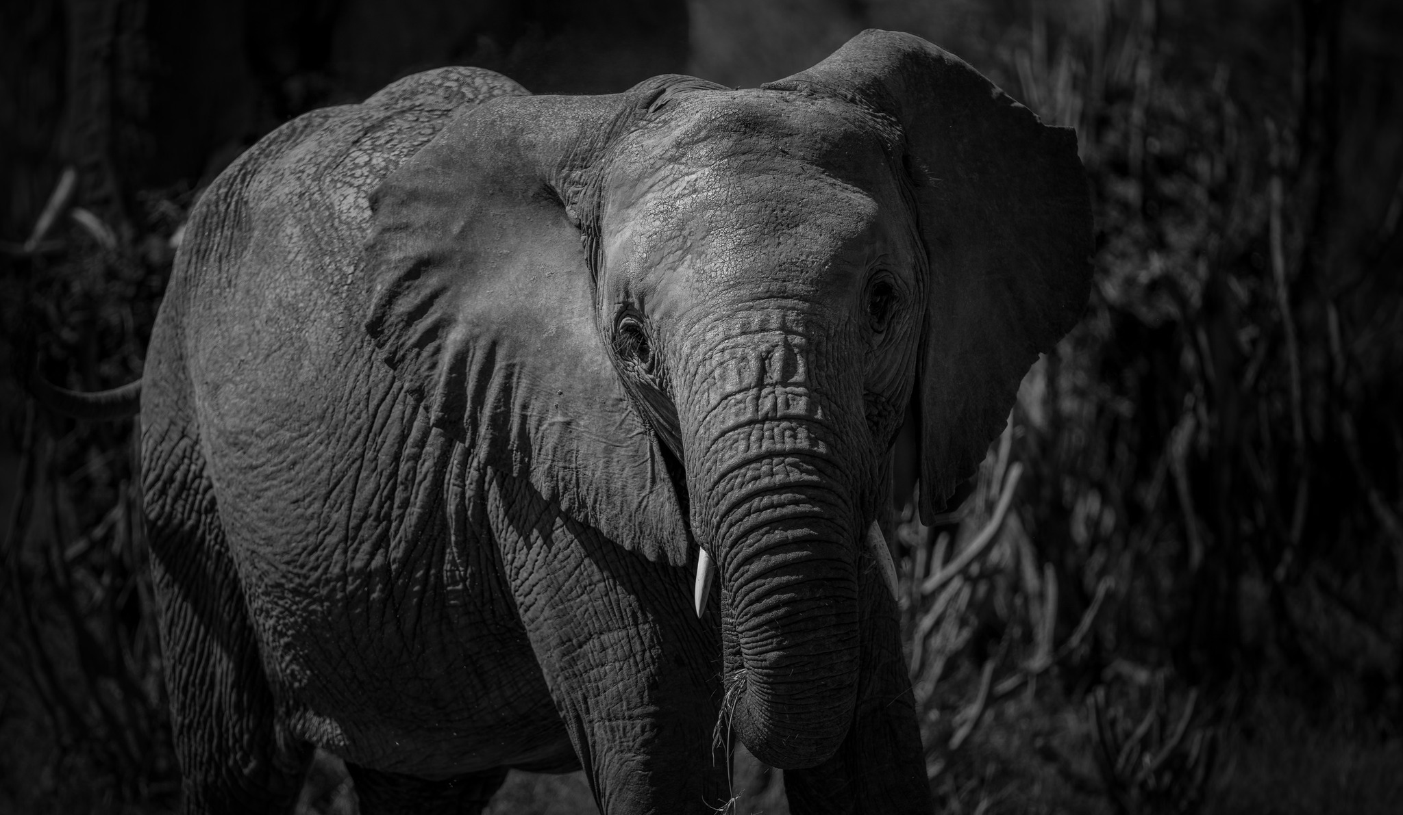 Close up of a Elephant